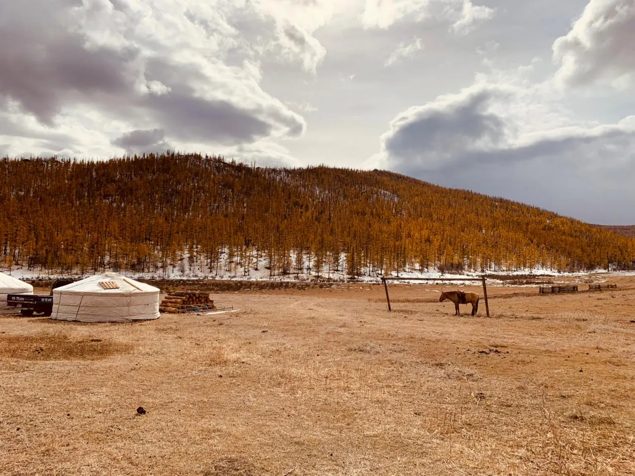 A small ger camp in the Mongolian taiga, a horse tied at the corner of the camp.