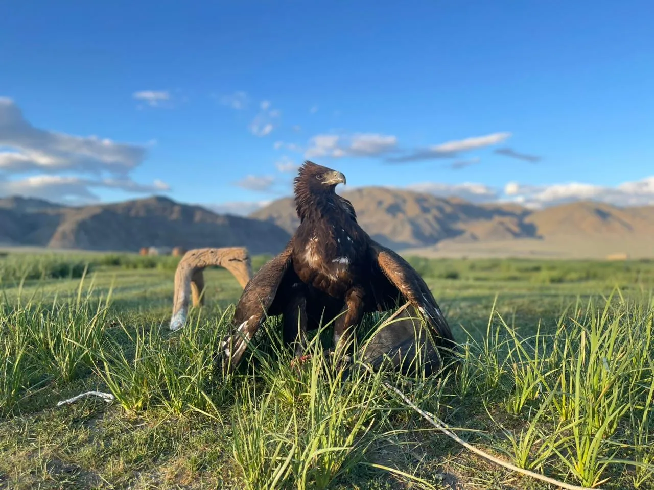 Western, Altai mountains, Kazakh eagle hunters